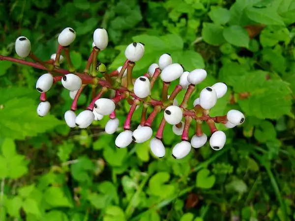 Photo of Actaea pachypoda - Berries:Sean Munson