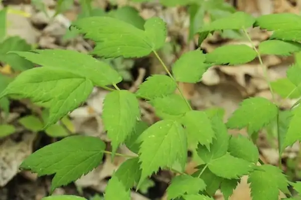 Photo of Actaea pachypoda - Foliage:Dan Nydick