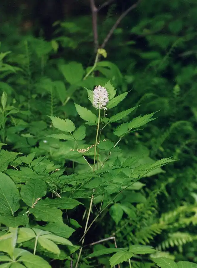Photo of Actaea pachypoda - Whole plant:Wikimedia Commons