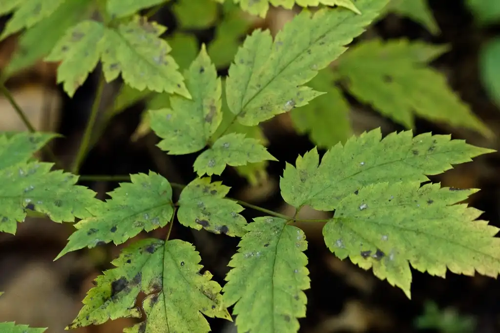 Photo of Actaea pachypoda - Leaf Blade:Tom Potterfield