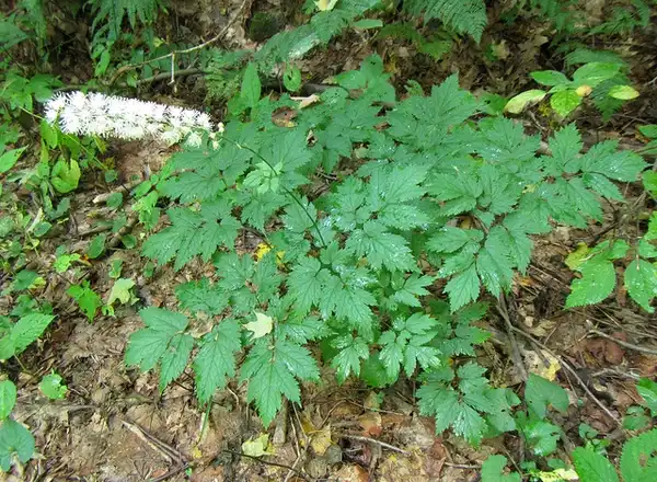 Foto de Actaea podocarpa (Actaea podocarpas)