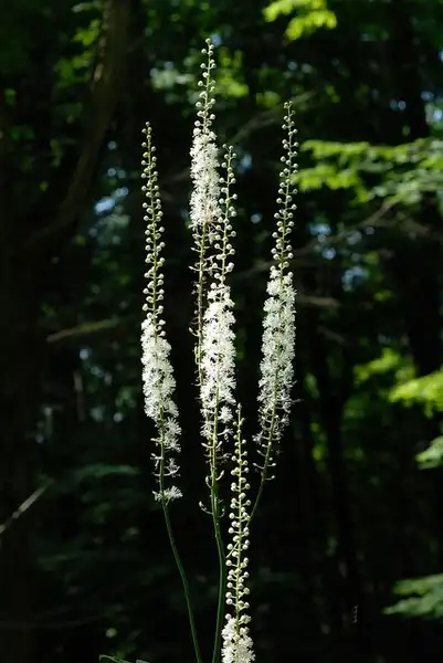 Foto de Actaea podocarpa (Actaea podocarpas)