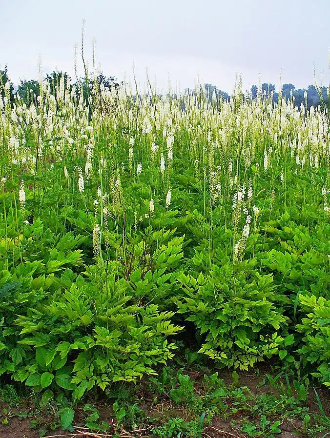 Photo of Actaea racemosa (Actaea racemosas)