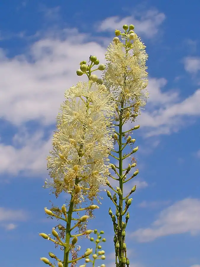 Photo of Actaea racemosa (Actaea racemosas)