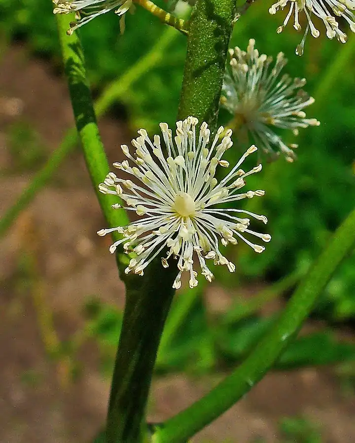 Photo of Actaea racemosa - Flower:H. Zell