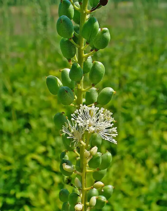 Photo of Actaea racemosa - Fruit:H. Zell