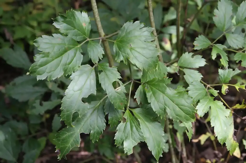 Photo of Actaea racemosa - Leaf and stem:David J. Stang