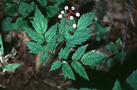 Фото Actaea (Actaeas)