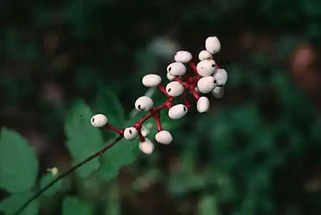 Фото Actaea (Actaeas)