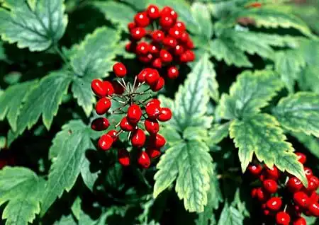 Фото Actaea - Actaea rubra berries:
