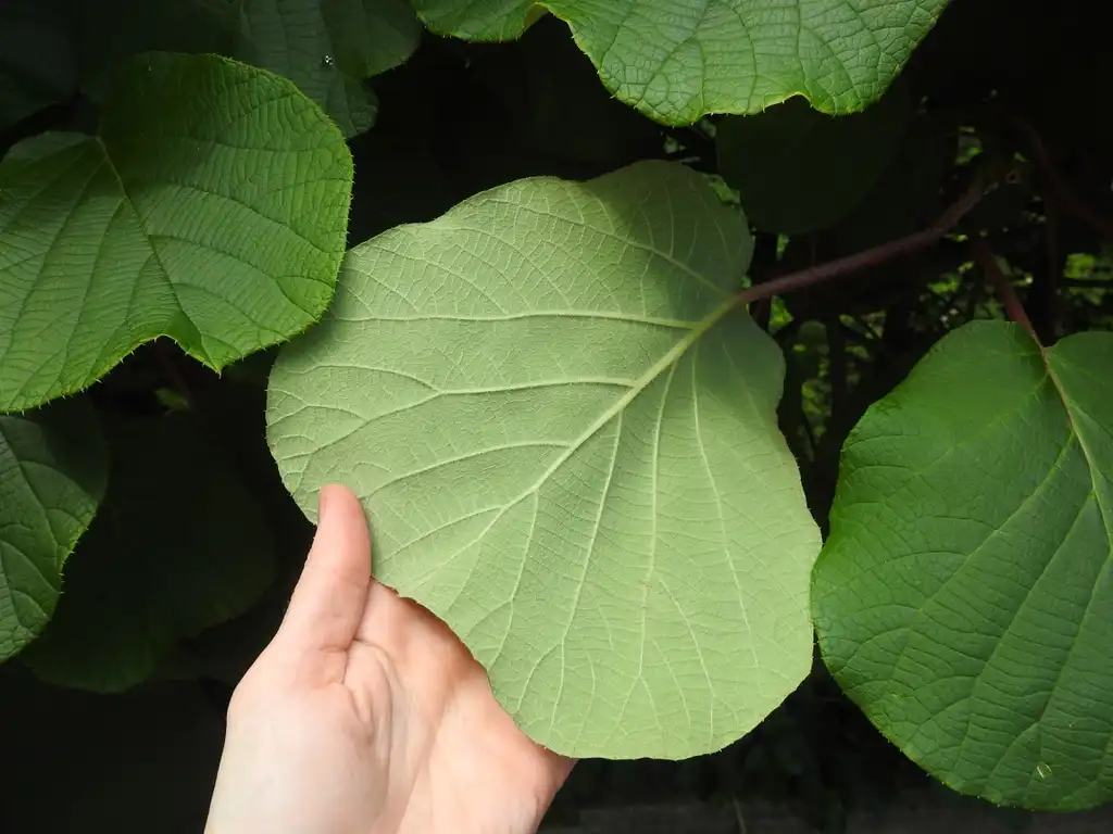 Photo of Actinidia chinensis var. deliciosa (Actinidia chinensis var. deliciosas)