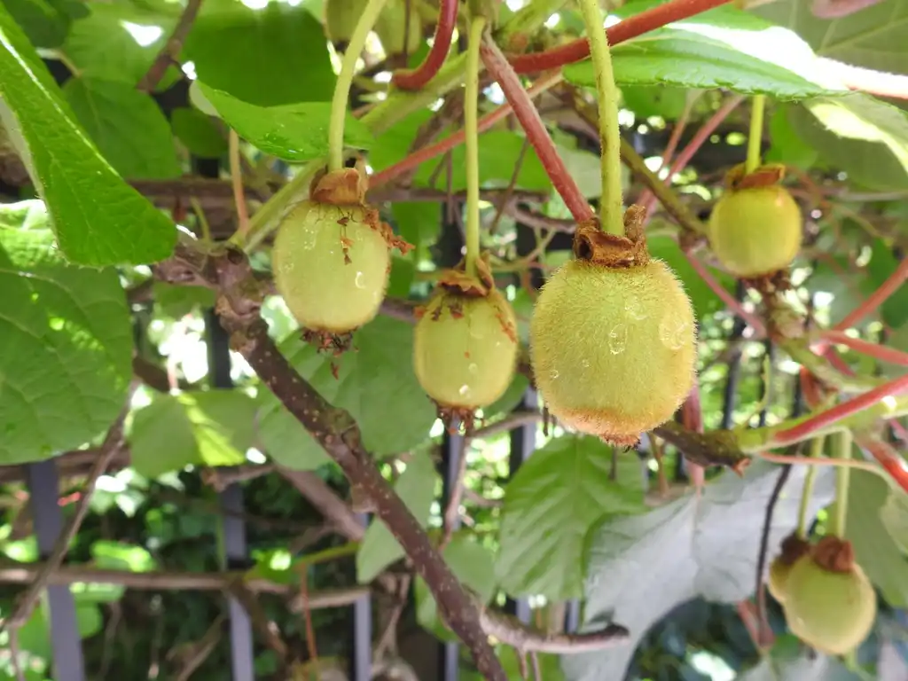 Photo of Actinidia chinensis var. deliciosa (Actinidia chinensis var. deliciosas)