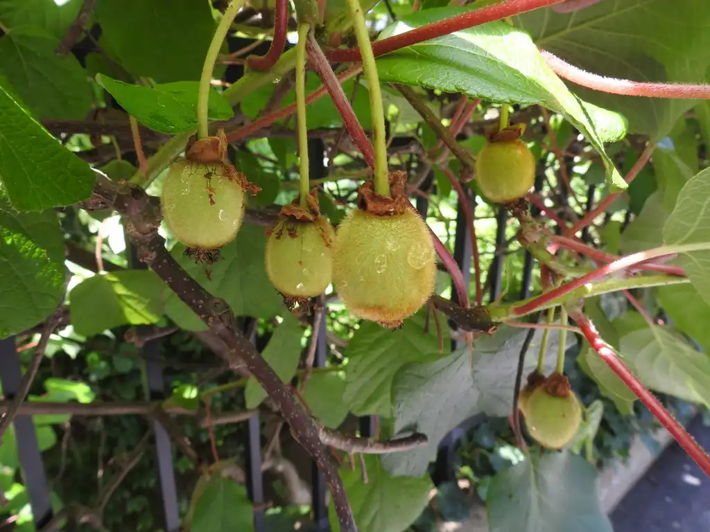 Photo of Actinidia chinensis var. deliciosa - Fruits:Kathleen Moore