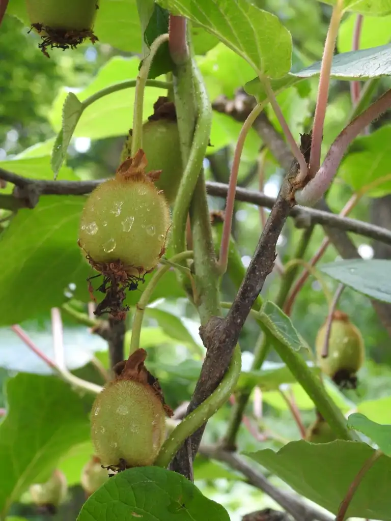 Photo of Actinidia chinensis var. deliciosa - Fruits:Kathleen Moore