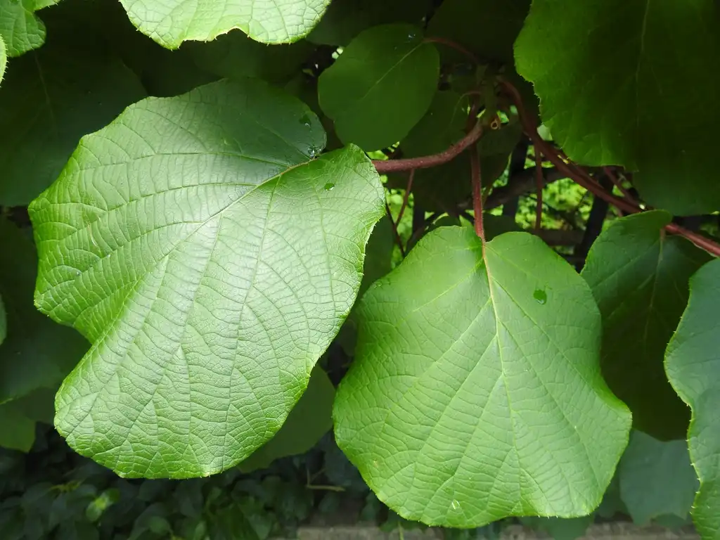 Photo of Actinidia chinensis var. deliciosa - Leaf:Kathleen Moore