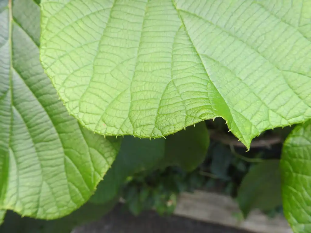 Photo of Actinidia chinensis var. deliciosa - Leaf margin:Kathleen Moore
