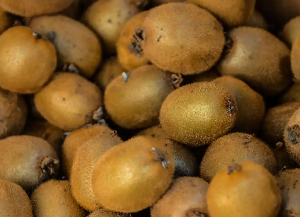 Photo of Actinidia chinensis var. deliciosa - Deliciosa:Franco Folini