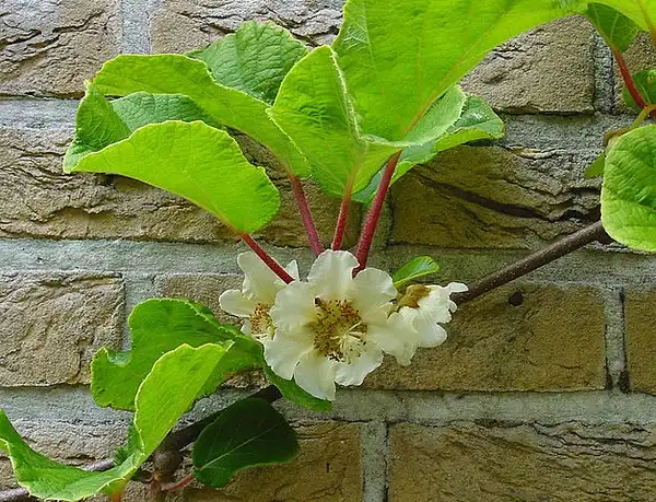 Фото Actinidia chinensis (Actinidia chinensiss)