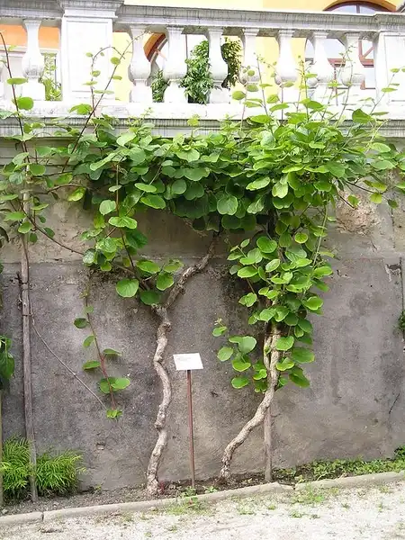 Фото Actinidia chinensis (Actinidia chinensiss)