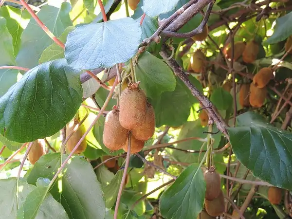 Фото Actinidia chinensis - Fruit:
