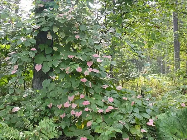 Photo of Actinidia kolomikta (Actinidia kolomiktas)
