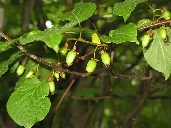 Photo of Actinidia kolomikta (Actinidia kolomiktas)