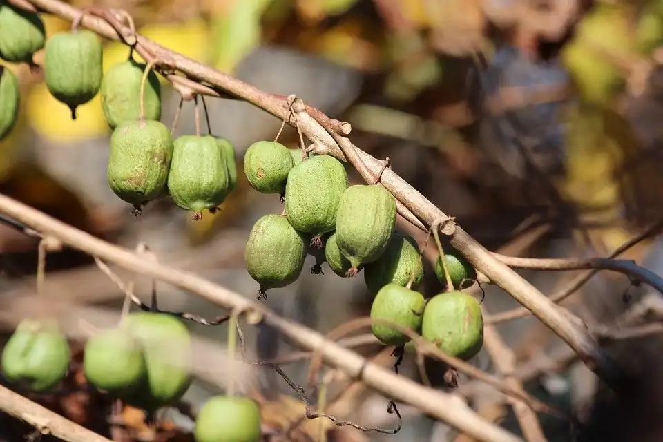 Photo of Actinidia kolomikta - Abundant Fruit:Pixabay