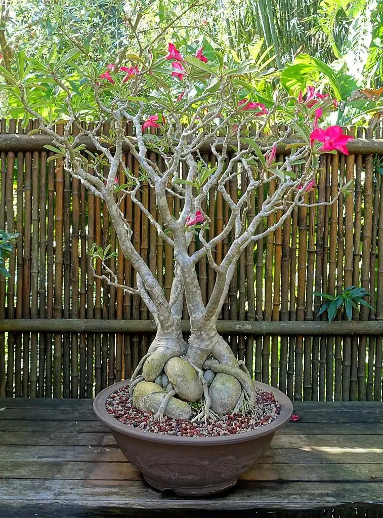 Photo of Adenium obesum (Adenium obesums)