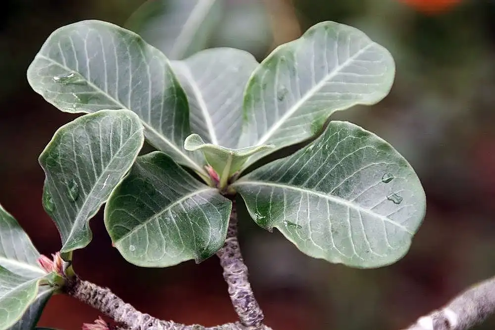 Photo of Adenium obesum (Adenium obesums)