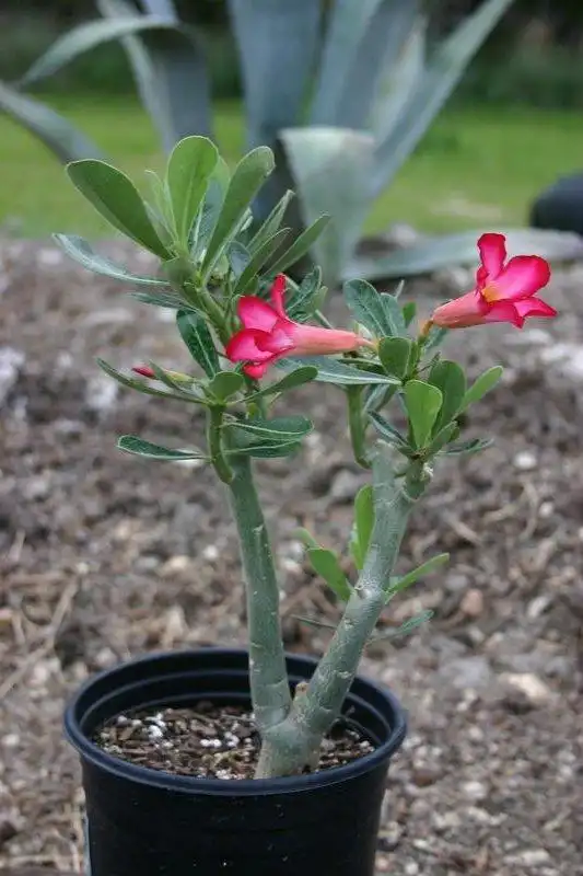 Photo of Adenium obesum - In pot:David Whitinger