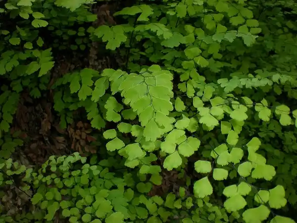 Photo of Adiantum capillus-veneris (Adiantum capillus-veneriss)