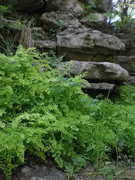Photo of Adiantum capillus-veneris (Adiantum capillus-veneriss)