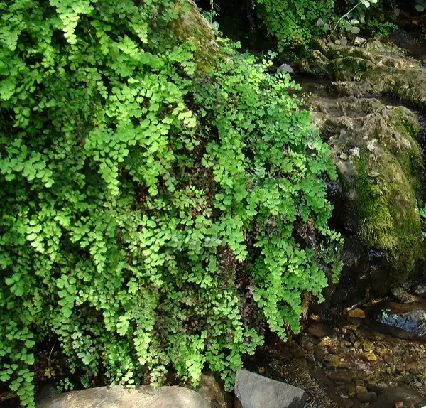 Photo of Adiantum capillus-veneris - Form:Anita Gould