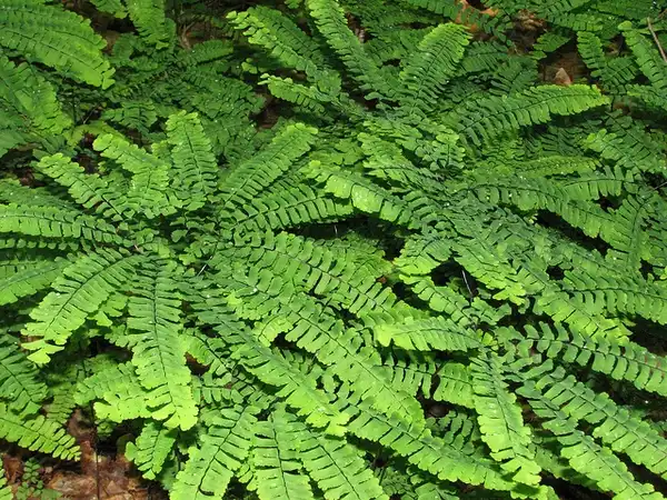 Photo of Adiantum hispidulum (Adiantum hispidulums)