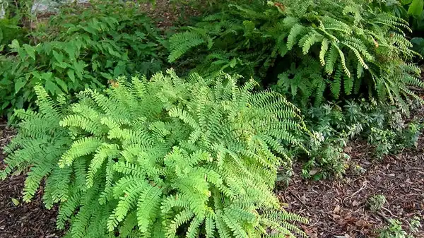 Photo of Adiantum hispidulum (Adiantum hispidulums)