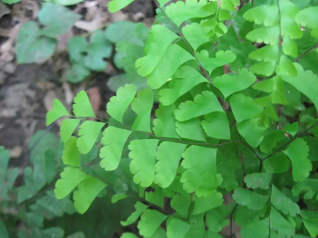 Photo of Adiantum hispidulum - Leaf Blade:Benet2006 via. Flickr