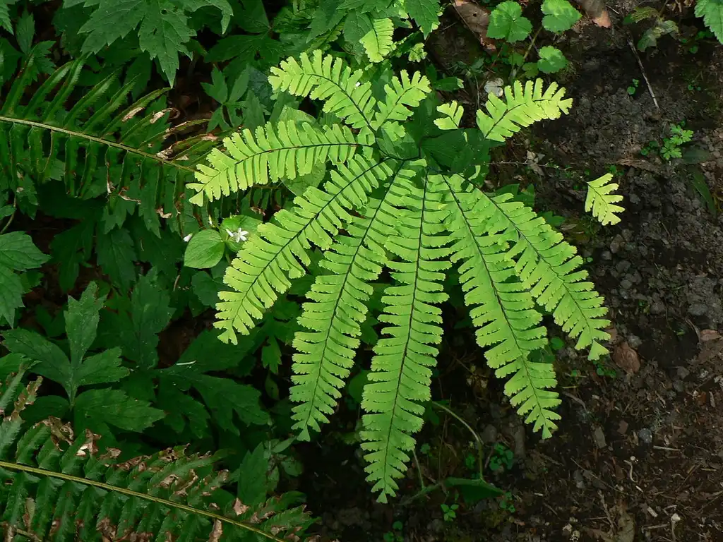 Photo of Adiantum hispidulum - Whole plant:Walter Siegemund