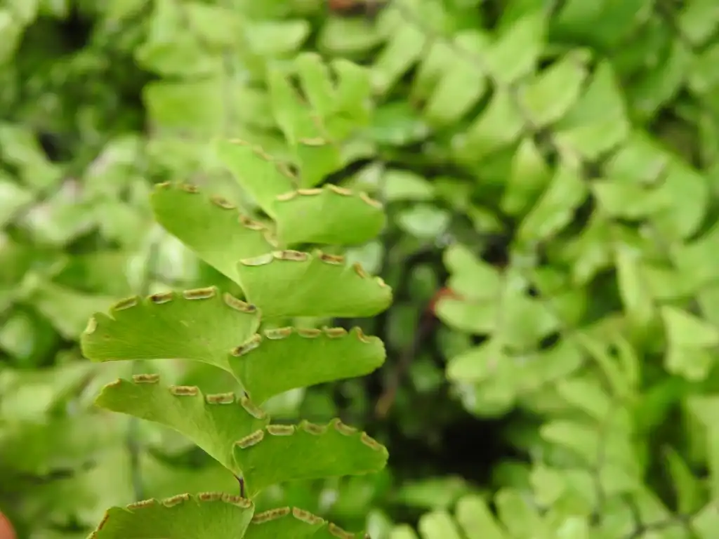 Photo of Adiantum hispidulum - Spore:Kathleen Moore
