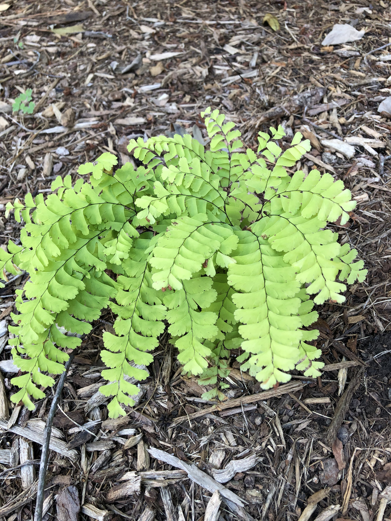 Photo of Adiantum hispidulum - Young Form (Durham County,NC):Andrea Laine