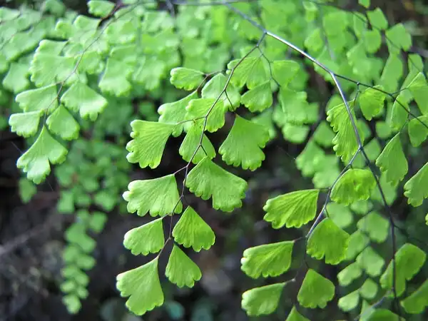 Photo of Adiantum raddianum (Adiantum raddianums)