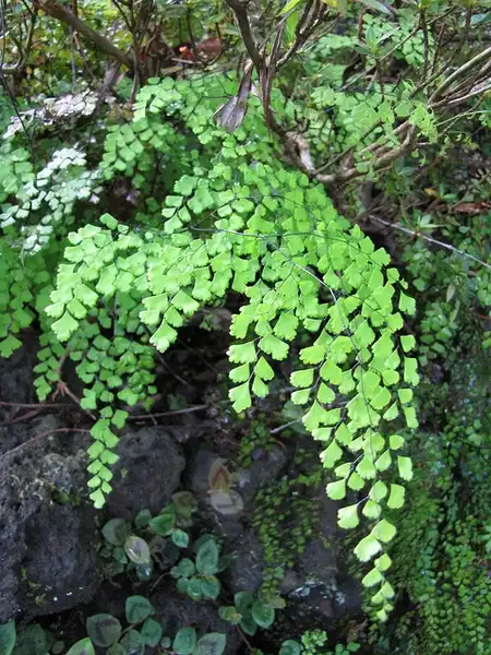 Photo of Adiantum raddianum (Adiantum raddianums)
