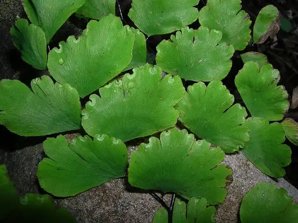 Photo of Adiantum raddianum - Close up of leaf margin:Forest and Kim Starr