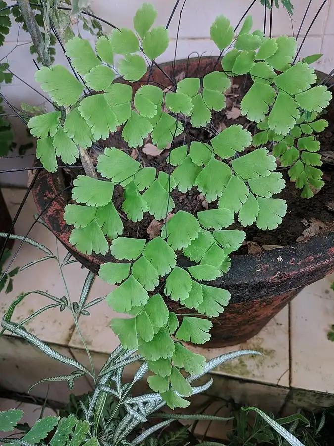 Photo of Adiantum raddianum - Whole plant/ Form:Vengolis via. Wikimedia Commons