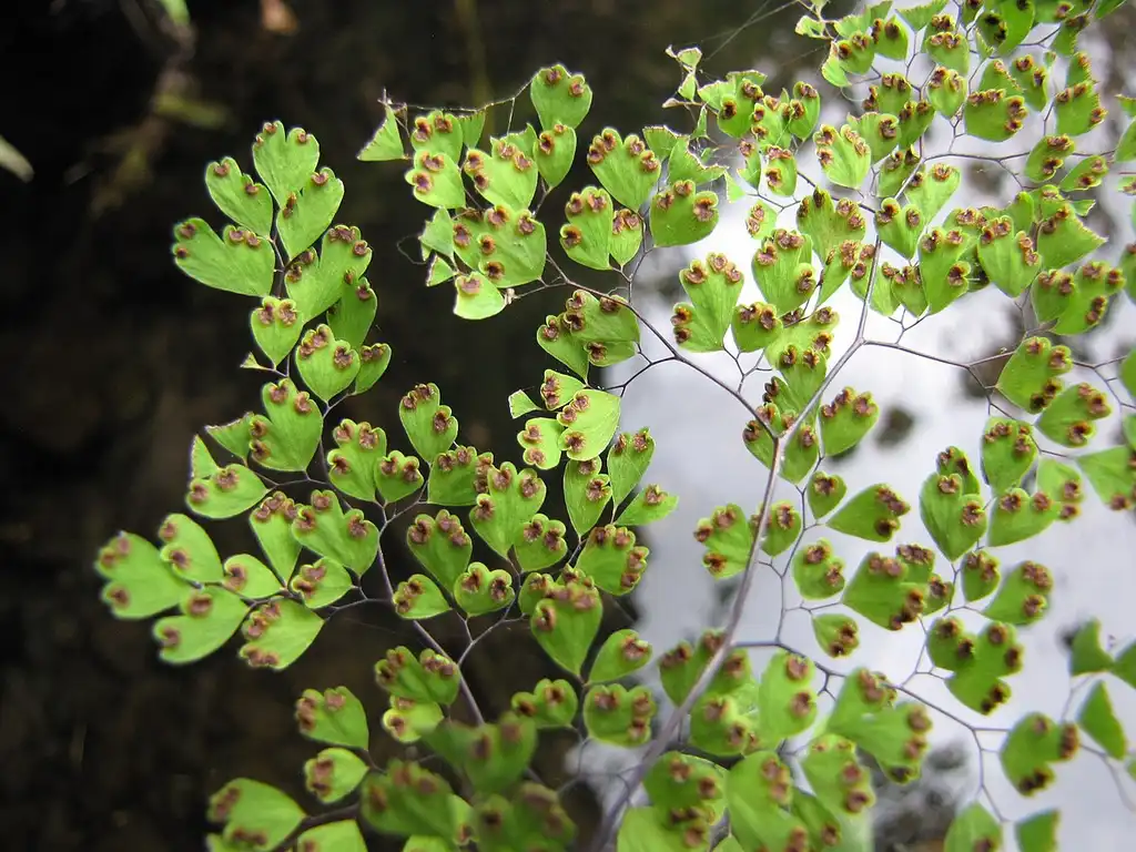 Photo of Adiantum raddianum - Sori:Forrest and Kim Starr
