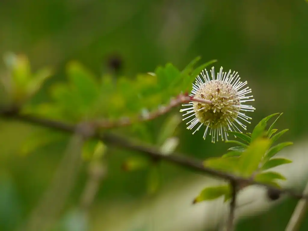 Photo of Adina rubella (Adina rubellas)