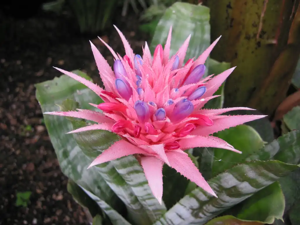 Photo of Aechmea (Aechmeas)
