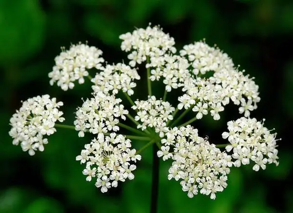 Фото Aegopodium podagraria (Aegopodium podagrarias)