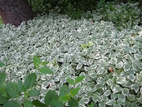 Фото Aegopodium podagraria (Aegopodium podagrarias)