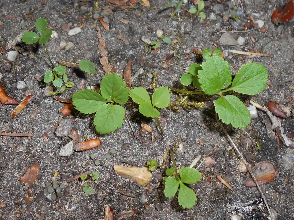 Фото Aegopodium podagraria - Young plants:Salicyna