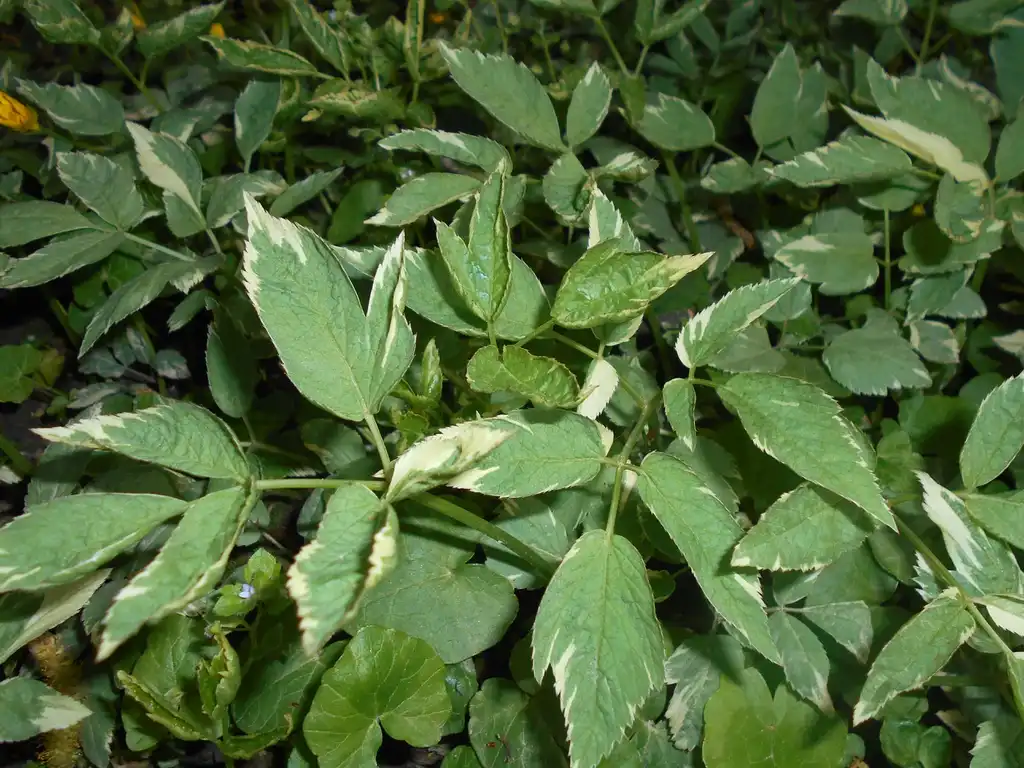 Фото Aegopodium podagraria - Varigate foliage:Salicyna